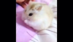 老鼠短视频下载,轻松获取萌鼠瞬间